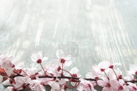 Téléchargez les photos : "fond en bois vieilli avec une branche pleine de fleurs roses" - en image libre de droit
