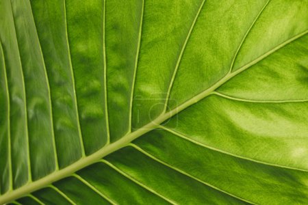 Photo for Alocasia leaves  background view - Royalty Free Image