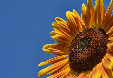 Photo for Orange sunflower background view - Royalty Free Image