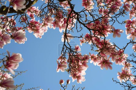 Foto de "Hermoso árbol de magnolia rosa en flor contra el cielo" - Imagen libre de derechos