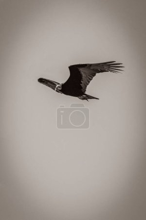 Téléchargez les photos : "Tropical Black Turkey Vulture Cathartes en vol." - en image libre de droit