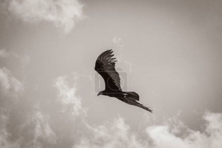 Téléchargez les photos : Tropical Black Turkey Vulture Cathartes aura blue sky Mexique. - en image libre de droit