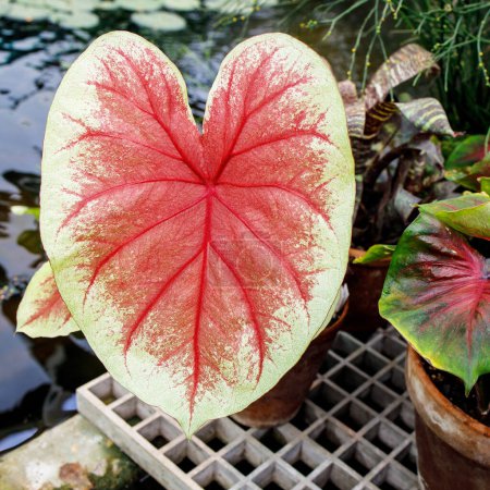 Photo for "Caladium is a genus of flowering plants in the family Araceae. They are often known by the common name elephant ear, heart of Jesus, and angel wings." - Royalty Free Image