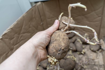 Téléchargez les photos : Sprouted potato tubers in hand close-up, spoiled vegetables - en image libre de droit