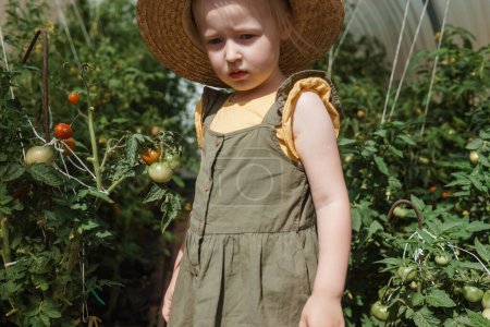 Téléchargez les photos : Une petite fille dans un chapeau de paille cueille des tomates dans une serre. Concept de récolte. - en image libre de droit