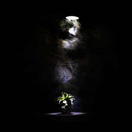 Foto de Humo en una planta en una maceta en forma de cráneo sobre un fondo negro. - Imagen libre de derechos