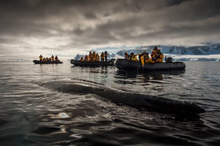 Téléchargez les photos : "Rorqual à bosse, péninsule Antarctique" - en image libre de droit