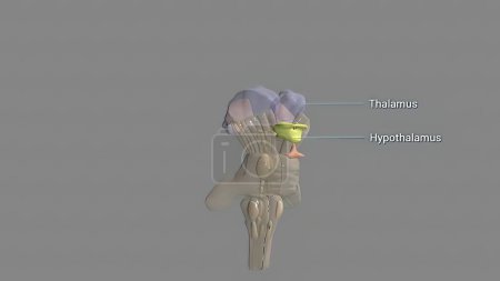 Photo for "The hypothalamus, highlighted in red" - Royalty Free Image