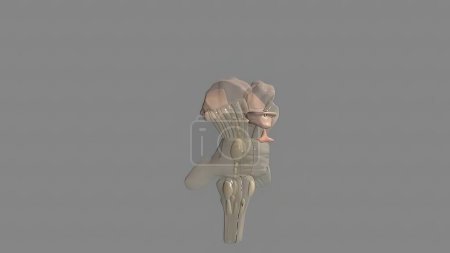 Photo for "The hypothalamus, highlighted in red" - Royalty Free Image