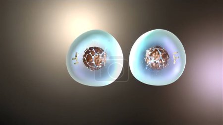 Téléchargez les photos : "Illustration médicale 3D de la division cellulaire, mitose" - en image libre de droit