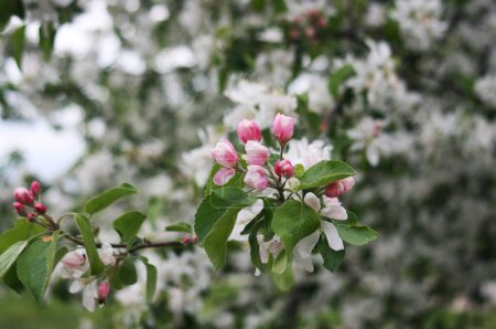 Téléchargez les photos : "De belles fleurs sur une branche de pommier." - en image libre de droit