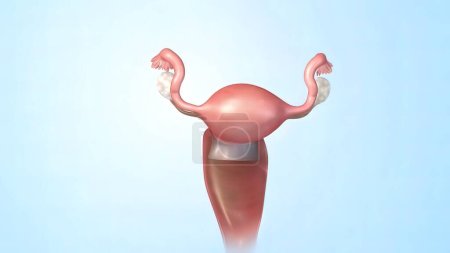 Téléchargez les photos : "Anatomie 3d du système reproducteur féminin" - en image libre de droit