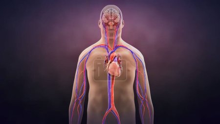 Téléchargez les photos : "Illustration 3D de l'anatomie du rythme cardiaque humain
" - en image libre de droit