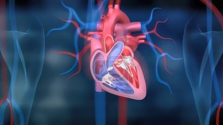 Foto de "El corazón y el sistema circulatorio
" - Imagen libre de derechos