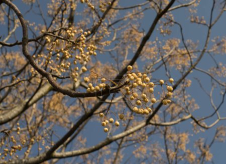 Téléchargez les photos : "Fruits sur les branches de l'arbre paradisiaque en hiver, melia azedarach" - en image libre de droit