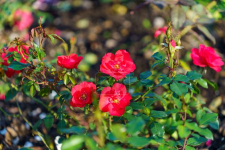 "delicate red rose on a flower bed"