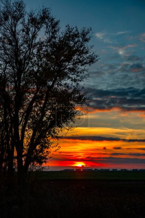 Photo for "Silhouette of trees in the sunset. Trees at sunset.  Amazing sky and sunlight at sunset sky. Vertical view" - Royalty Free Image