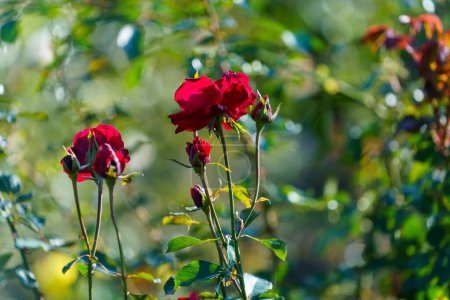 Foto de "delicada rosa roja en un macizo de flores" - Imagen libre de derechos