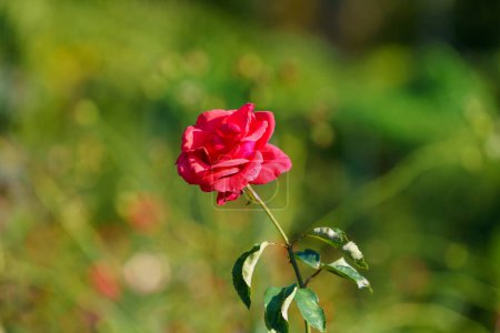 Photo for "delicate red rose on a flower bed" - Royalty Free Image