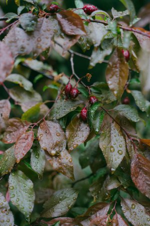 Téléchargez les photos : Baies de cornouiller rouge sur un arbre en gouttes de pluie. - en image libre de droit