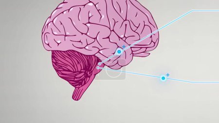 Téléchargez les photos : "Illustration 3D de la médulla oblongata, partie du tronc cérébral responsable de l'homéostasie autonome" - en image libre de droit
