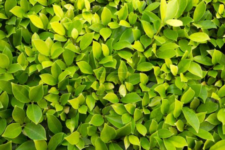 Téléchargez les photos : Vue détaillée du buisson aux feuilles vertes dans le jardin - en image libre de droit