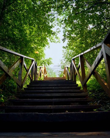 Photo for "path, road from darkness to light, blue sky, a wooden ladder among trees, summer nature" - Royalty Free Image