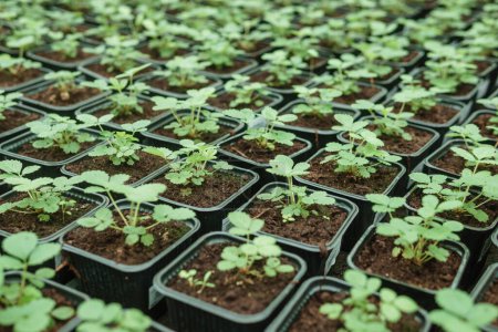 Téléchargez les photos : "Greenhouse with a large variety of green plants. The concept of planting crops in spring." - en image libre de droit