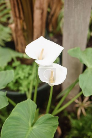 Photo for "Flower - White calla close-up. Greenhouse with a large variety of green plants. The concept of planting crops in spring." - Royalty Free Image