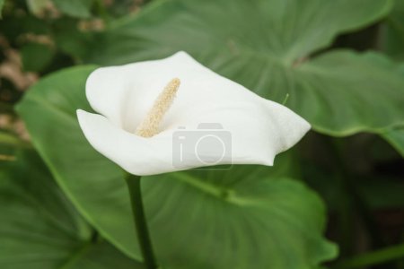 Téléchargez les photos : "Flower - White calla close-up. Greenhouse with a large variety of green plants. The concept of planting crops in spring." - en image libre de droit