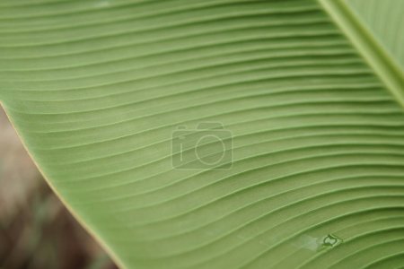 Photo for "A leaf of a green plant in close-up, macro photography." - Royalty Free Image