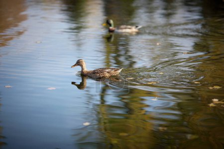 Téléchargez les photos : "Les canards nagent sur le lac
" - en image libre de droit