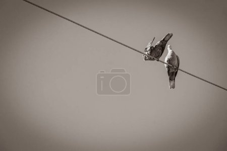 Foto de Palomas palomas se sientan en línea eléctrica en México. - Imagen libre de derechos