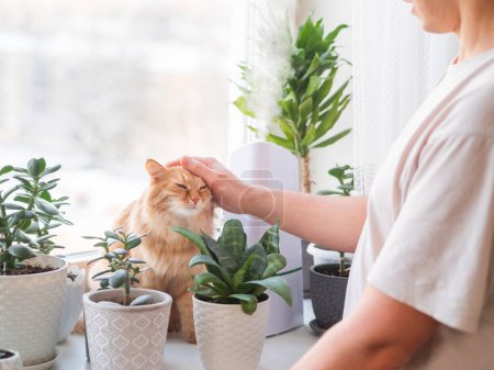 Photo for Man strokes cute ginger cat. Ultrasonic humidifier among houseplants. Flower pots with succulent plants on windowsill. Water steam moisturizes dry air at home. Electric device and fluffy pet. - Royalty Free Image