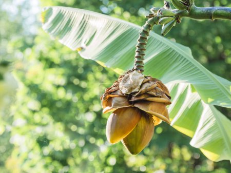 Foto de Gran flor de pasto de plátano. Hojas verdes y flor en flor de planta tropical. - Imagen libre de derechos