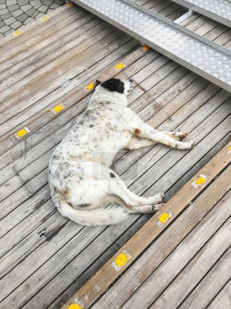 Photo for "Stray dog is sleeping on wooden outdoor steps. Homeless animal indifferently relaxes on stairs of pavement." - Royalty Free Image
