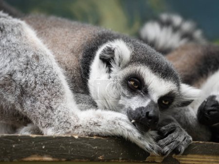 Foto de "Pareja durmiente de lémur de cola anillada o catta de lémur. Animales grises esponjosos duermen una siesta en tablón de madera." - Imagen libre de derechos