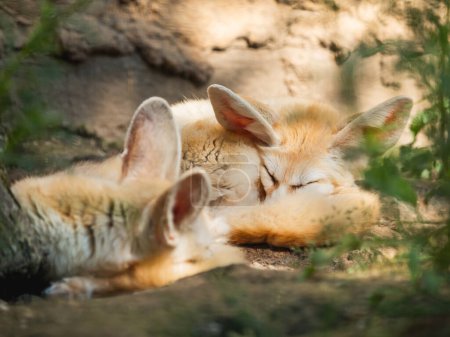 Foto de Un par de zorros fennec o Vulpes zerda está durmiendo en el suelo. Los zorros pequeños crepusculares descansan en la sombra en el día soleado veraniego. - Imagen libre de derechos