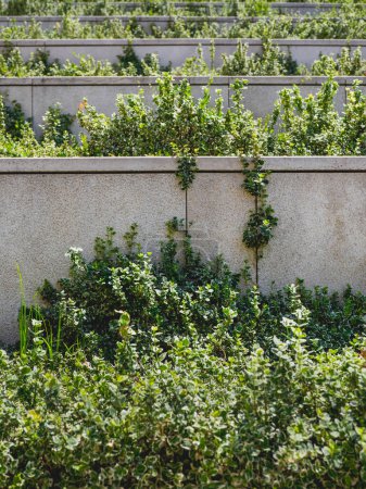 Foto de "Paisajismo en el parque urbano - plantación de plantas y flores en niveles de hormigón. Escaleras de piedra con macizos de flores a la luz solar. Filas regulares de plantas." - Imagen libre de derechos