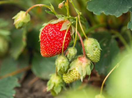 Photo for "Red and green strawberries under leaves. Sunny day in garden with growing berries. Agriculture." - Royalty Free Image