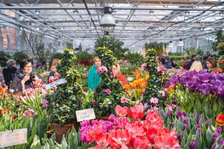 Photo for "MOSCOW, RUSSIA - March 13, 2017. People admire of different kinds of flowering plants and shrubs. Spring flowers exhibition." - Royalty Free Image