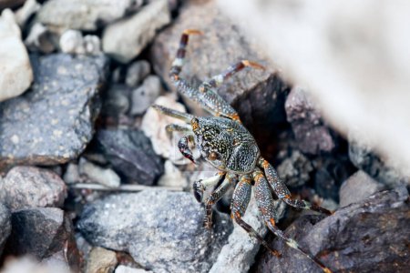 Téléchargez les photos : Le crabe se cache parmi les rochers sur la plage. La couleur du crabe coïncide avec la couleur des pierres sur la côte. Mimétisme dans la nature. - en image libre de droit