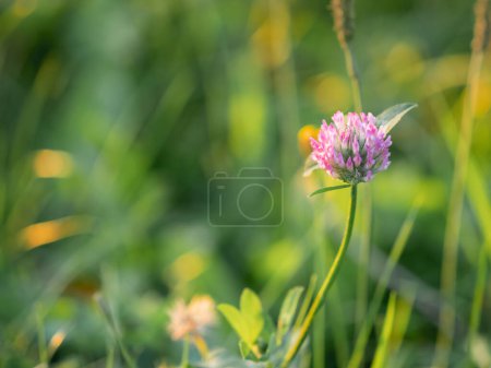 Foto de Trébol rosa sobre fondo de hierba verde borrosa. Flor en flor. Fondo de verano. - Imagen libre de derechos