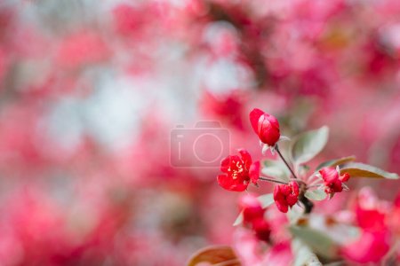 Photo for Praire Fire Crabapple bright pink blossom in April Spring - Royalty Free Image