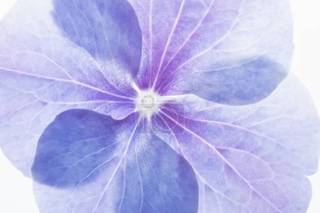Foto de Backlit macro photo of blue and purple hydrangea flower - Imagen libre de derechos