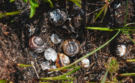 Photo for The ashes of a wild snail shell burned after a forest fire. - Royalty Free Image