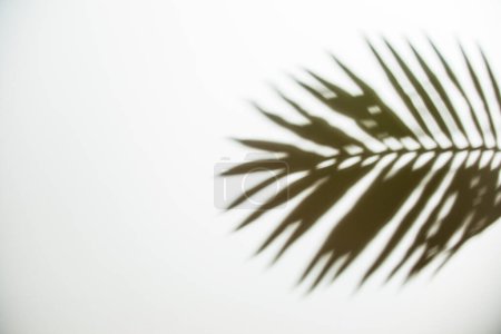 Téléchargez les photos : Vue aérienne de l'ombre noire fond blanc - en image libre de droit