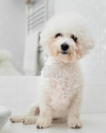 Photo for Little dog sitting bathroom - Royalty Free Image