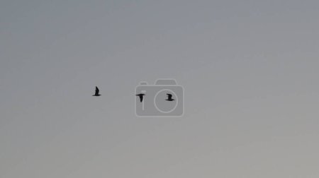Téléchargez les photos : Oiseaux dans le ciel du soir - en image libre de droit
