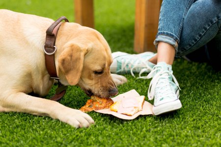Photo for "dog eating sandwich park" - Royalty Free Image